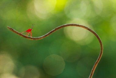 Bu dünyada çok çeşitli böcekler var, çoğu orta besin zinciri, küçük ama çok kullanışlı. Onları fotoğraflarda ölümsüzleştirmek harika..