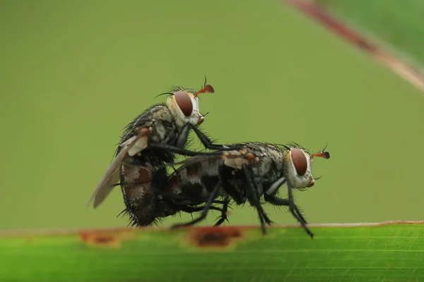 Hay Varios Tipos Insectos Que Existen Esta Tierra Mayoría Ellos — Foto de Stock