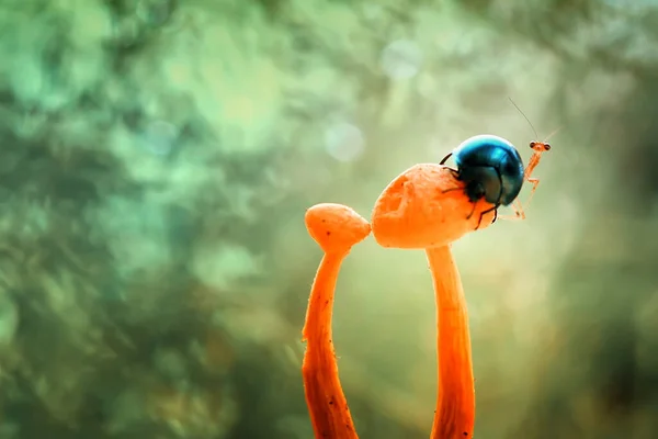 Det Finns Mycket Olika Typer Insekter Som Finns Denna Jord — Stockfoto