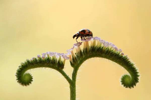 Existem Vários Tipos Insetos Que Existem Nesta Terra Maioria Deles — Fotografia de Stock