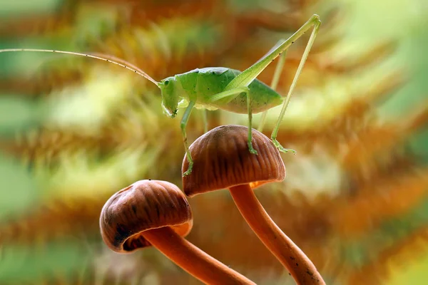 Hay Varios Tipos Insectos Que Existen Esta Tierra Mayoría Ellos — Foto de Stock