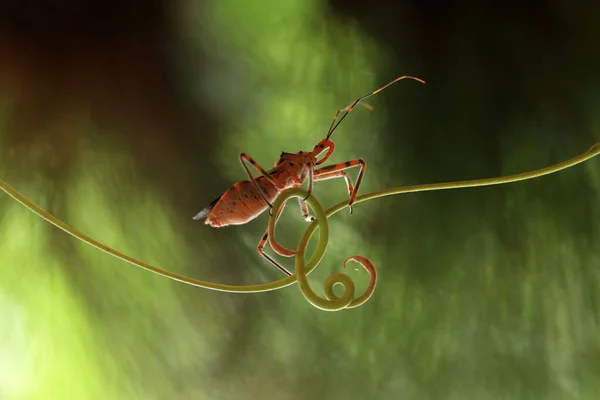 Gibt Sehr Unterschiedliche Arten Von Insekten Auf Dieser Erde Die — Stockfoto