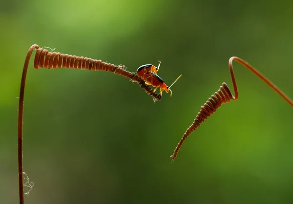 Hay Varios Tipos Insectos Que Existen Esta Tierra Mayoría Ellos —  Fotos de Stock