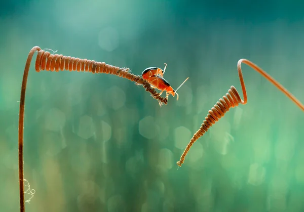 Gibt Sehr Unterschiedliche Arten Von Insekten Auf Dieser Erde Die — Stockfoto