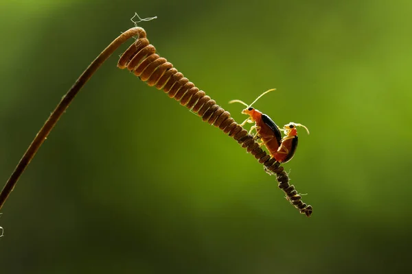 Lightning insects Stock Photos, Royalty Free Lightning insects Images ...