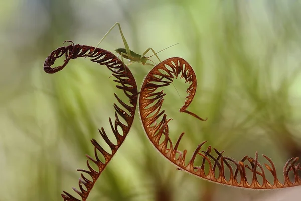 Zijn Zeer Verschillende Soorten Insecten Die Bestaan Deze Aarde Meeste — Stockfoto