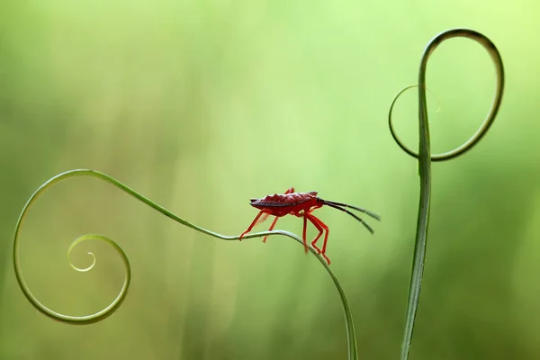 Existem Vários Tipos Insetos Que Existem Nesta Terra Maioria Deles — Fotografia de Stock