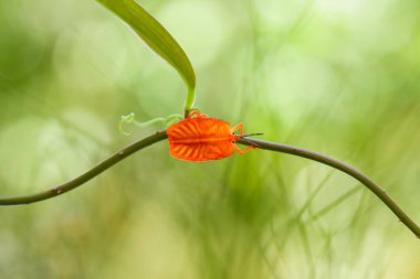Bu dünyada çok çeşitli böcekler var, çoğu orta besin zinciri, küçük ama çok kullanışlı. Onları fotoğraflarda ölümsüzleştirmek harika..