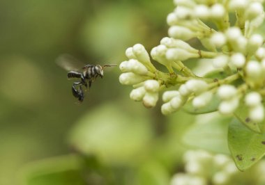 Bu dünyada çok çeşitli böcekler var, çoğu orta besin zinciri, küçük ama çok kullanışlı. Onları fotoğraflarda ölümsüzleştirmek harika..