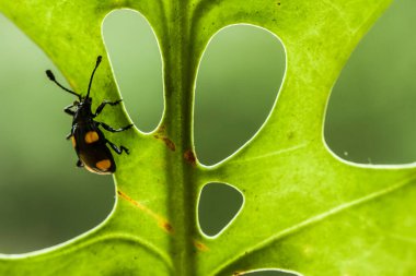 Bu dünyada çok çeşitli böcekler var, çoğu orta besin zinciri, küçük ama çok kullanışlı. Onları fotoğraflarda ölümsüzleştirmek harika..