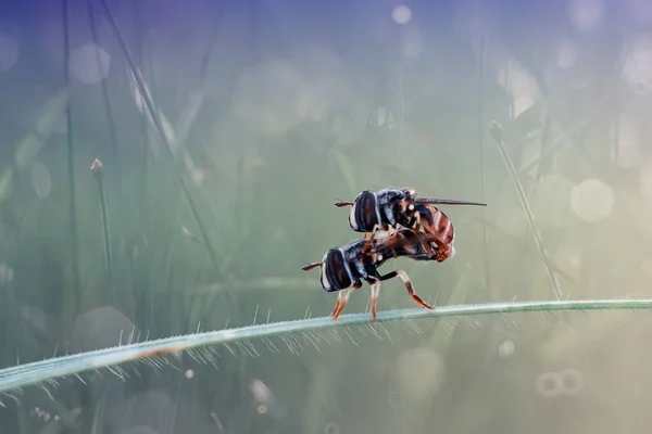 Det Finns Mycket Olika Typer Insekter Som Finns Denna Jord — Stockfoto