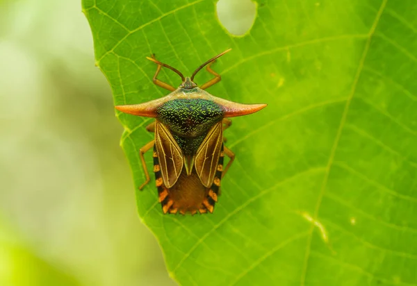 Hay Varios Tipos Insectos Que Existen Esta Tierra Mayoría Ellos —  Fotos de Stock