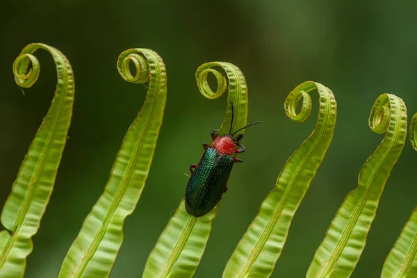 Zijn Zeer Verschillende Soorten Insecten Die Bestaan Deze Aarde Meeste — Stockfoto