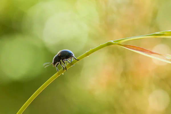 There are very various types of insects that exist on this earth, most of them are the middle food chain, although small but very useful. immortalizing them in photos is wonderful.