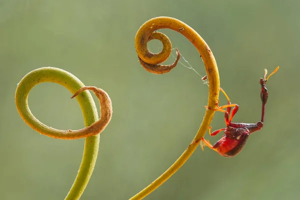 Existe Des Types Très Divers Insectes Sur Cette Terre Plupart — Photo