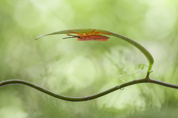 Gibt Sehr Unterschiedliche Arten Von Insekten Auf Dieser Erde Die — Stockfoto