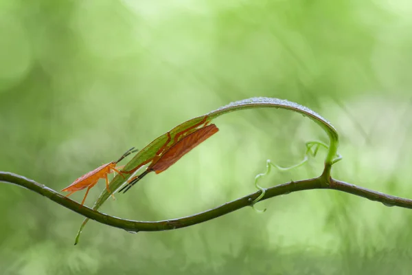 Hay Varios Tipos Insectos Que Existen Esta Tierra Mayoría Ellos —  Fotos de Stock