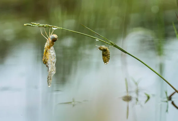 There are very various types of insects that exist on this earth, most of them are the middle food chain, although small but very useful. immortalizing them in photos is wonderful.