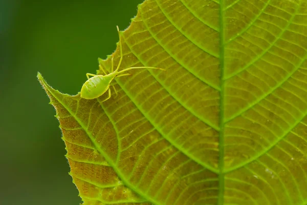 Bu dünyada çok çeşitli böcekler var, çoğu orta besin zinciri, küçük ama çok kullanışlı. Onları fotoğraflarda ölümsüzleştirmek harika..