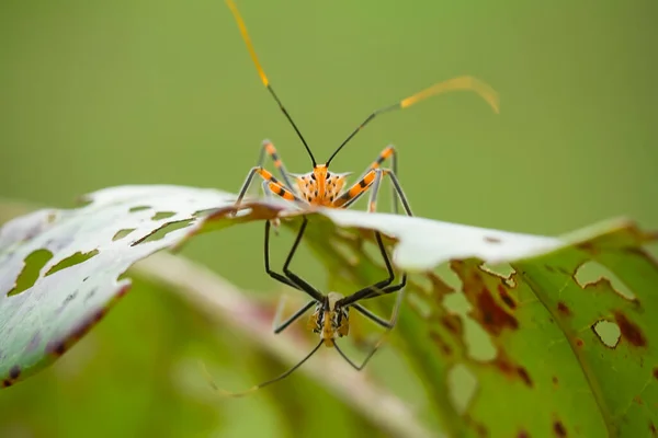 Gibt Sehr Unterschiedliche Arten Von Insekten Auf Dieser Erde Die — Stockfoto