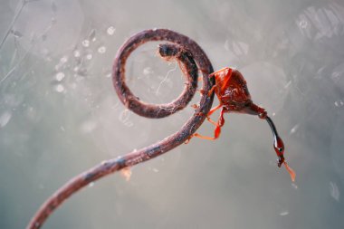 Bu dünyada çok çeşitli böcekler var, çoğu orta besin zinciri, küçük ama çok kullanışlı. Onları fotoğraflarda ölümsüzleştirmek harika..
