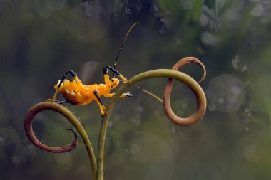 Bu dünyada çok çeşitli böcekler var, çoğu orta besin zinciri, küçük ama çok kullanışlı. Onları fotoğraflarda ölümsüzleştirmek harika..