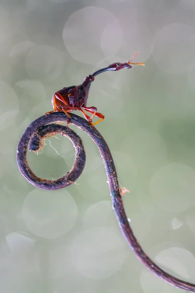 Gibt Sehr Unterschiedliche Arten Von Insekten Auf Dieser Erde Die — Stockfoto