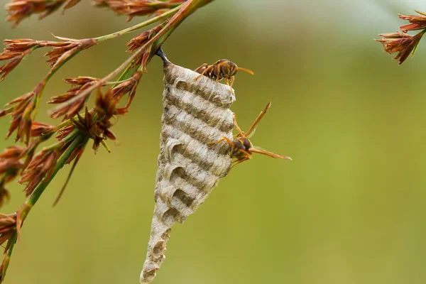 Det Finns Mycket Olika Typer Insekter Som Finns Denna Jord — Stockfoto