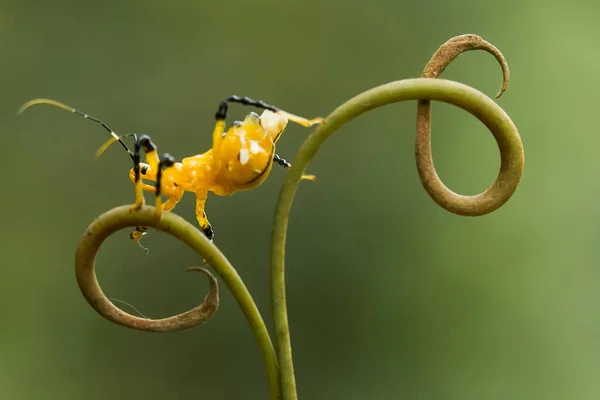 Gibt Sehr Unterschiedliche Arten Von Insekten Auf Dieser Erde Die — Stockfoto