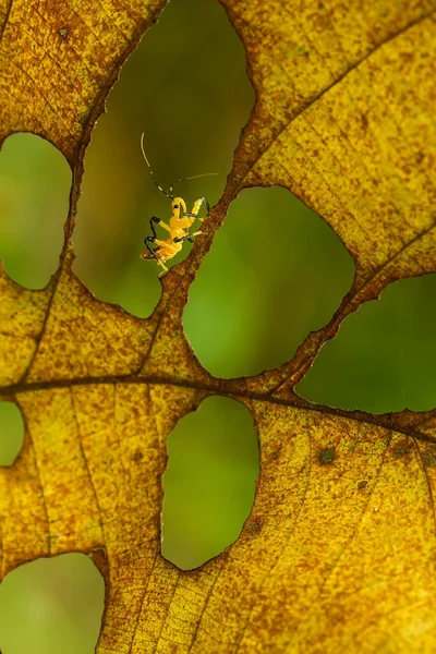 Hay Varios Tipos Insectos Que Existen Esta Tierra Mayoría Ellos — Foto de Stock