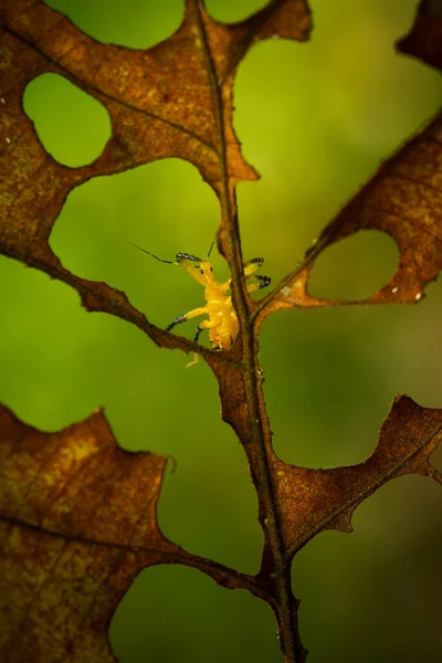 Very Various Types Insects Exist Earth Most Them Middle Food — Stock Photo, Image