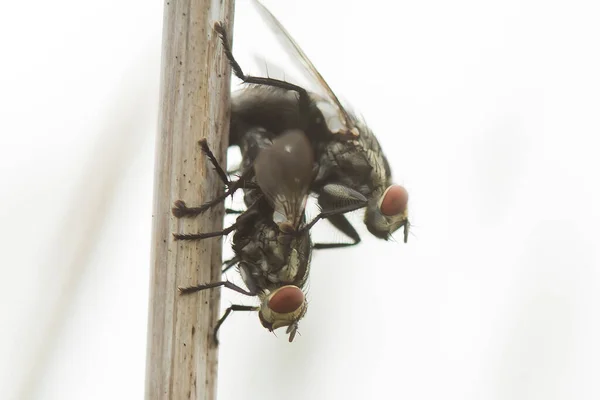 Existe Des Types Très Divers Insectes Sur Cette Terre Plupart — Photo