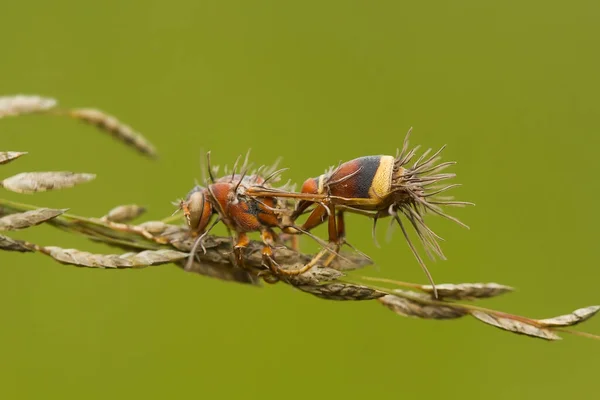 Gibt Sehr Unterschiedliche Arten Von Insekten Auf Dieser Erde Die — Stockfoto