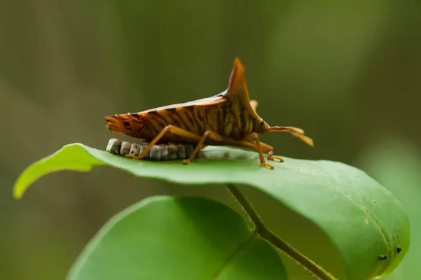 Zijn Zeer Verschillende Soorten Insecten Die Bestaan Deze Aarde Meeste — Stockfoto
