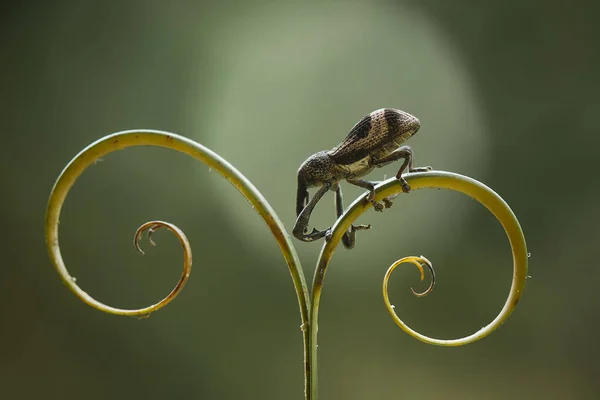 Existe Des Types Très Divers Insectes Sur Cette Terre Plupart — Photo