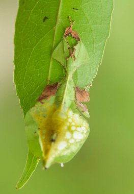 Bu dünyada çok çeşitli böcekler var, çoğu orta besin zinciri, küçük ama çok kullanışlı. Onları fotoğraflarda ölümsüzleştirmek harika..