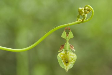 Bu dünyada çok çeşitli böcekler var, çoğu orta besin zinciri, küçük ama çok kullanışlı. Onları fotoğraflarda ölümsüzleştirmek harika..