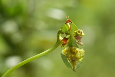 Bu dünyada çok çeşitli böcekler var, çoğu orta besin zinciri, küçük ama çok kullanışlı. Onları fotoğraflarda ölümsüzleştirmek harika..
