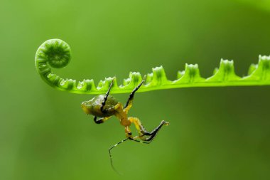 Bu dünyada çok çeşitli böcekler var, çoğu orta besin zinciri, küçük ama çok kullanışlı. Onları fotoğraflarda ölümsüzleştirmek harika..