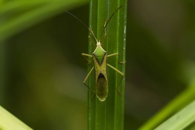 Bu dünyada çok çeşitli böcekler var, çoğu orta besin zinciri, küçük ama çok kullanışlı. Onları fotoğraflarda ölümsüzleştirmek harika..