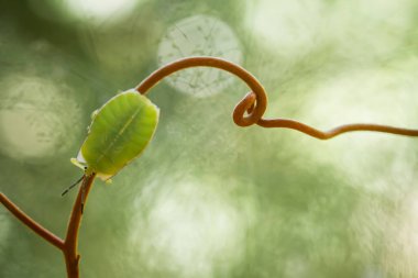 Bu dünyada çok çeşitli böcekler var, çoğu orta besin zinciri, küçük ama çok kullanışlı. Onları fotoğraflarda ölümsüzleştirmek harika..