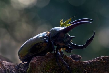 Bu dünyada çok çeşitli böcekler var, çoğu orta besin zinciri, küçük ama çok kullanışlı. Onları fotoğraflarda ölümsüzleştirmek harika..
