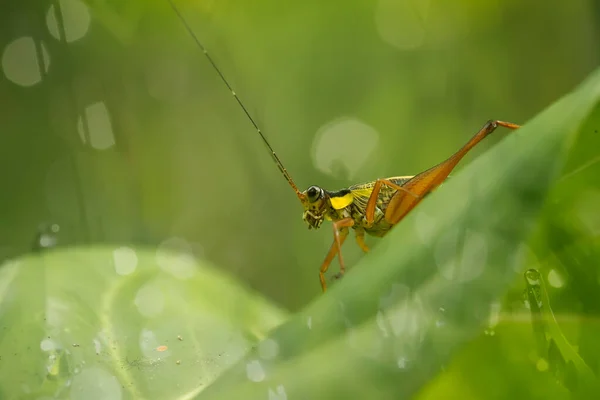 Existe Des Types Très Divers Insectes Sur Cette Terre Plupart — Photo