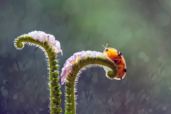 Det Finns Mycket Olika Typer Insekter Som Finns Denna Jord — Stockfoto