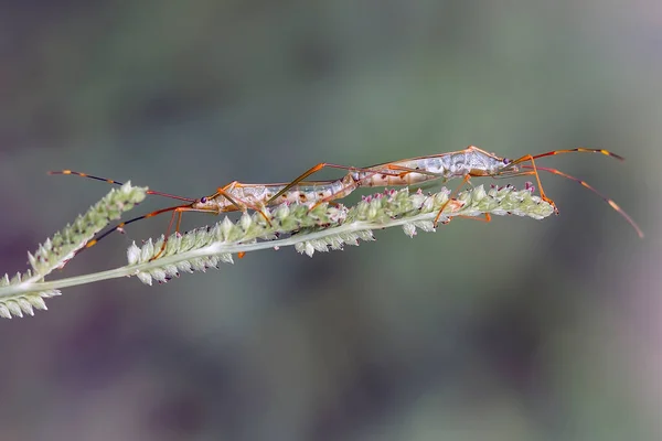 There are very various types of insects that exist on this earth, most of them are the middle food chain, although small but very useful. immortalizing them in photos is wonderful.