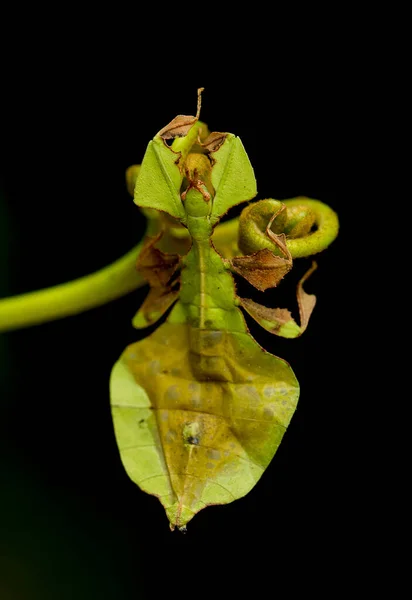 There are very various types of insects that exist on this earth, most of them are the middle food chain, although small but very useful. immortalizing them in photos is wonderful.