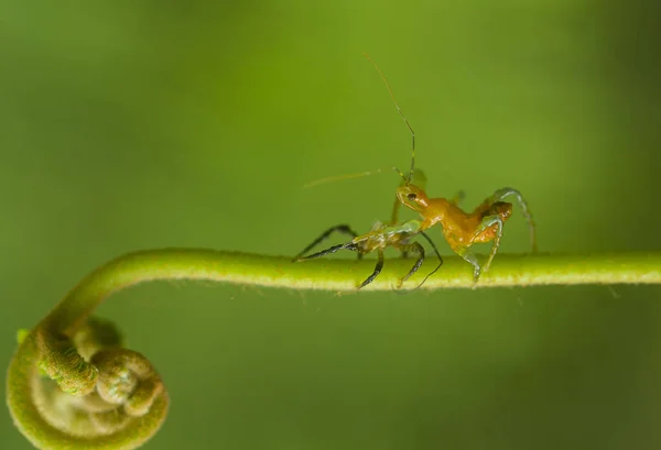 Hay Varios Tipos Insectos Que Existen Esta Tierra Mayoría Ellos — Foto de Stock