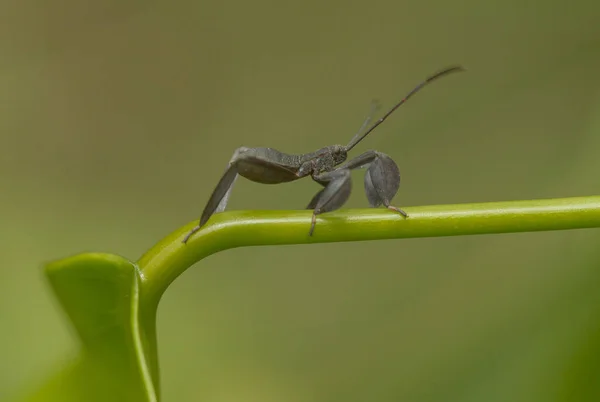 Hay Varios Tipos Insectos Que Existen Esta Tierra Mayoría Ellos —  Fotos de Stock