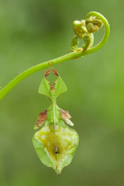 There are very various types of insects that exist on this earth, most of them are the middle food chain, although small but very useful. immortalizing them in photos is wonderful.