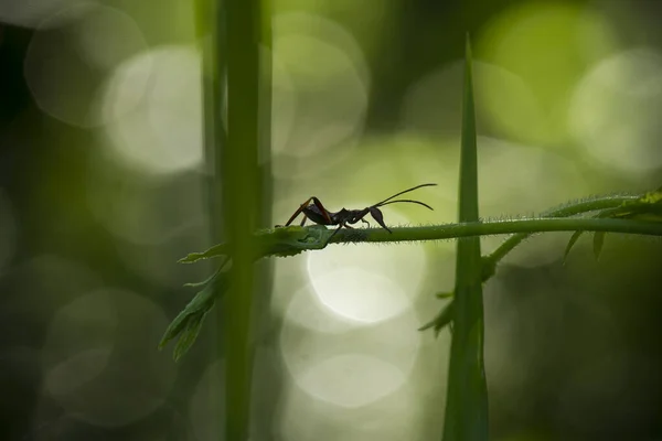 Gibt Sehr Unterschiedliche Arten Von Insekten Auf Dieser Erde Die — Stockfoto